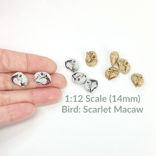 Miniature Parrot Skulls (Scarlet Macaw) - 1:12 Scale dollhouse and diorama miniatures
