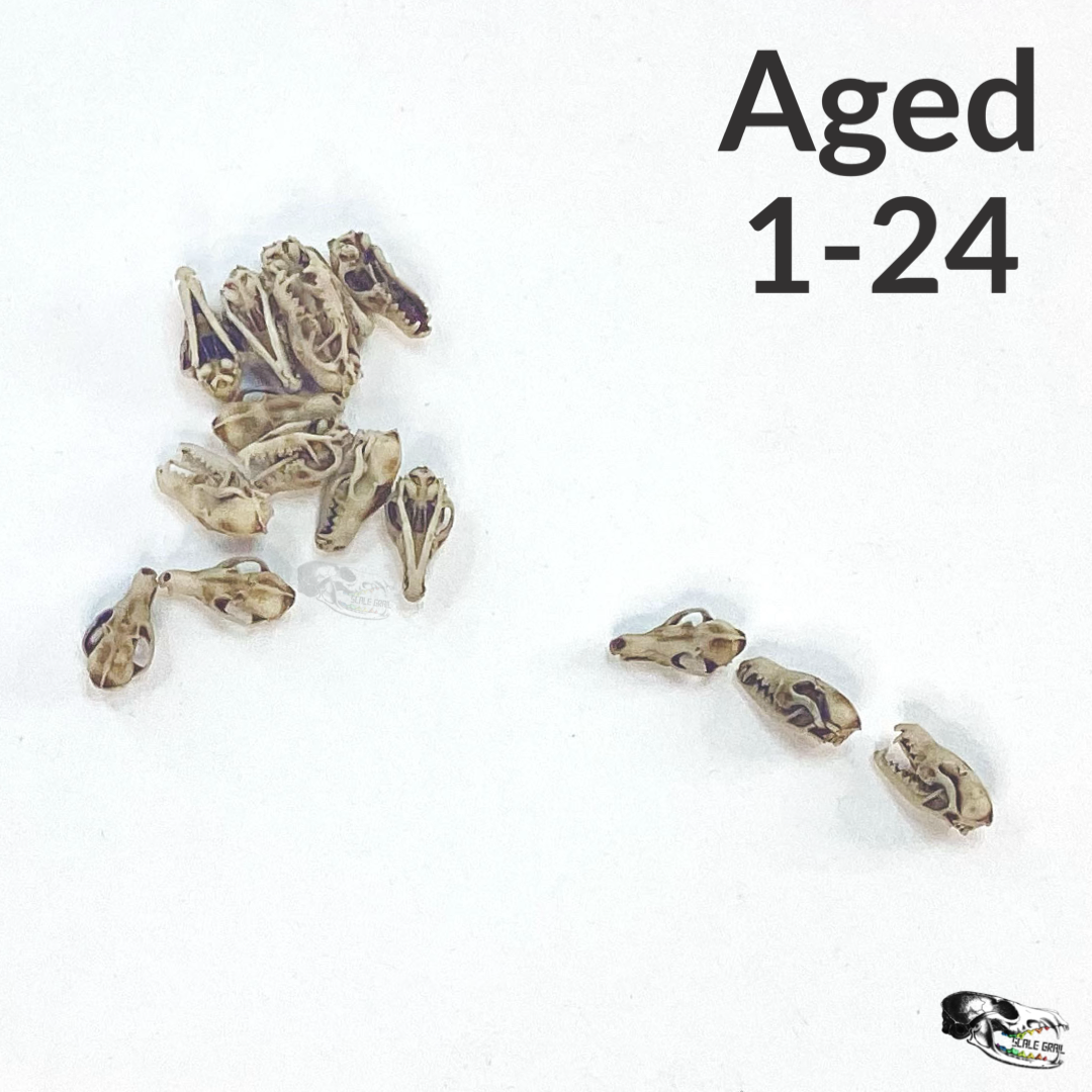Fox Skulls (red fox) - 1:24 Scale