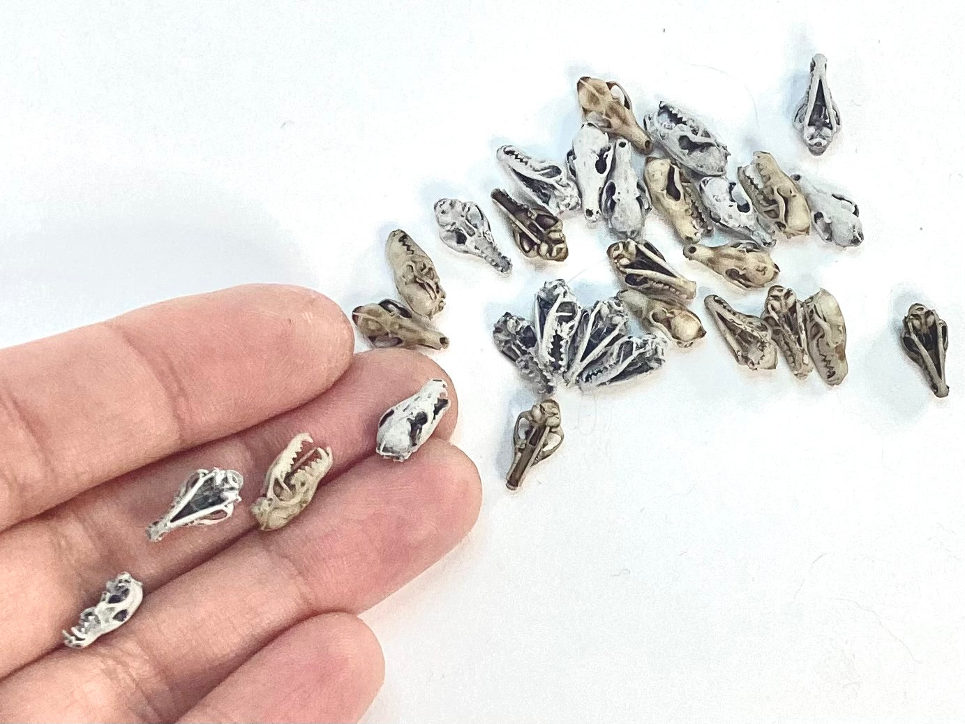 Fox Skulls (red fox) - 1:24 Scale
