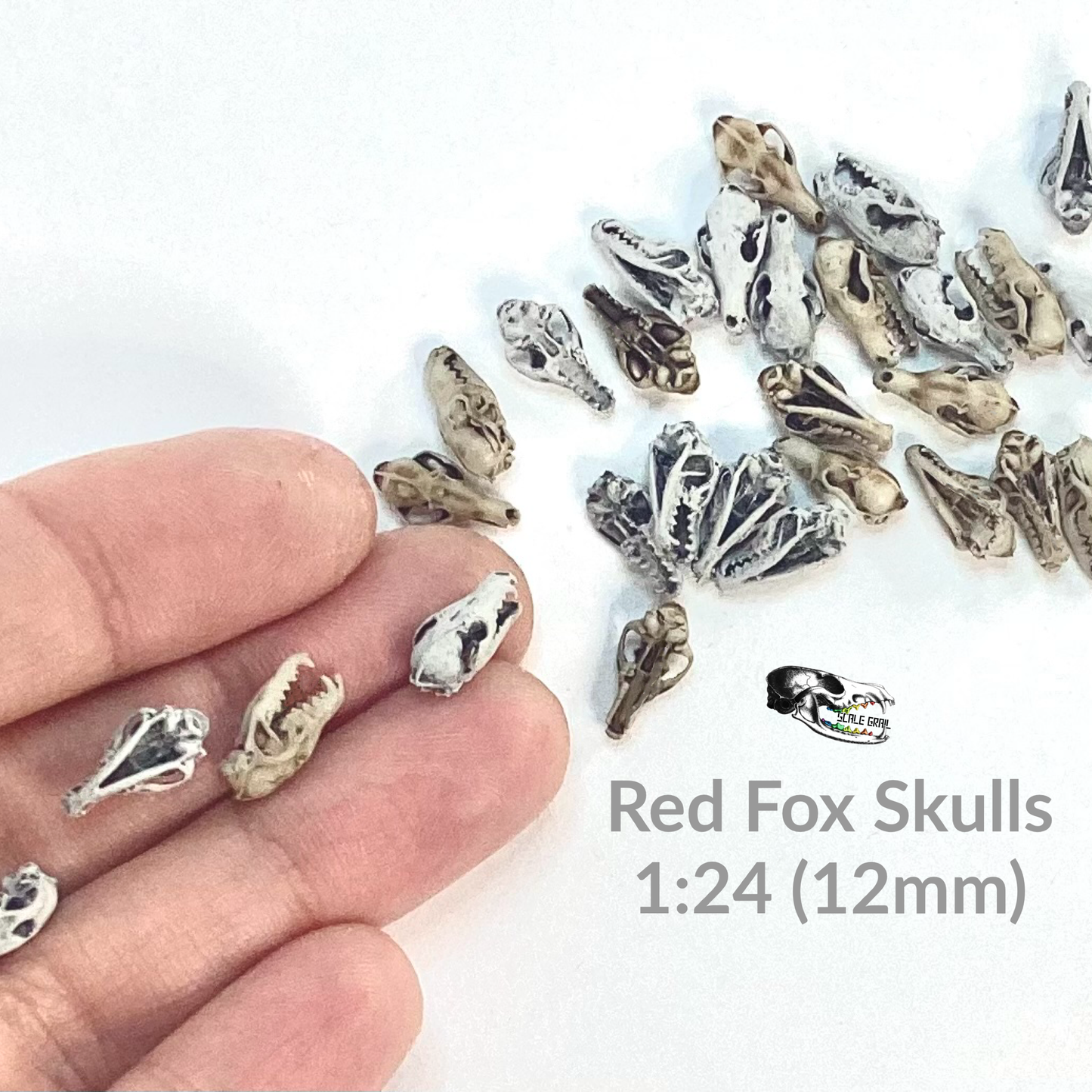 Fox Skulls (red fox) - 1:24 Scale