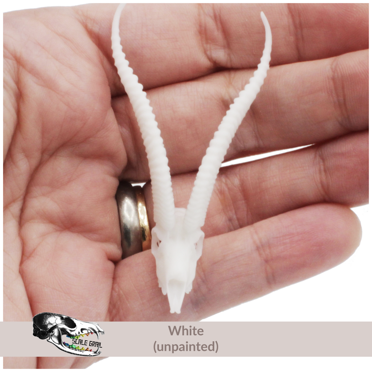 Gazelle Skull - 1:12 Scale Antelope Accessories for dollhouse and diorama 3d model by The Scale Grail (1 figure)