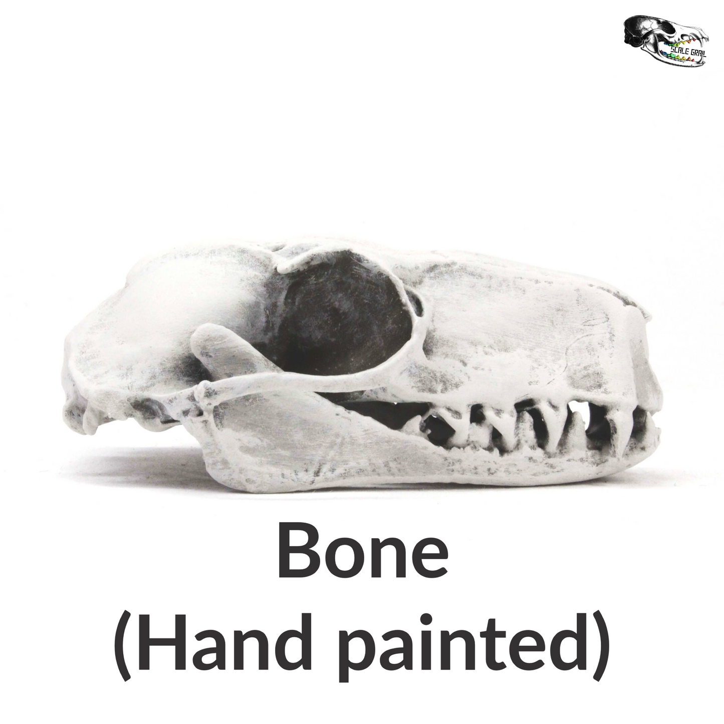 Bat Skull Hammer headed Bat replica skull full size 1:1 scale 2.5 inch cruelty free taxidermy