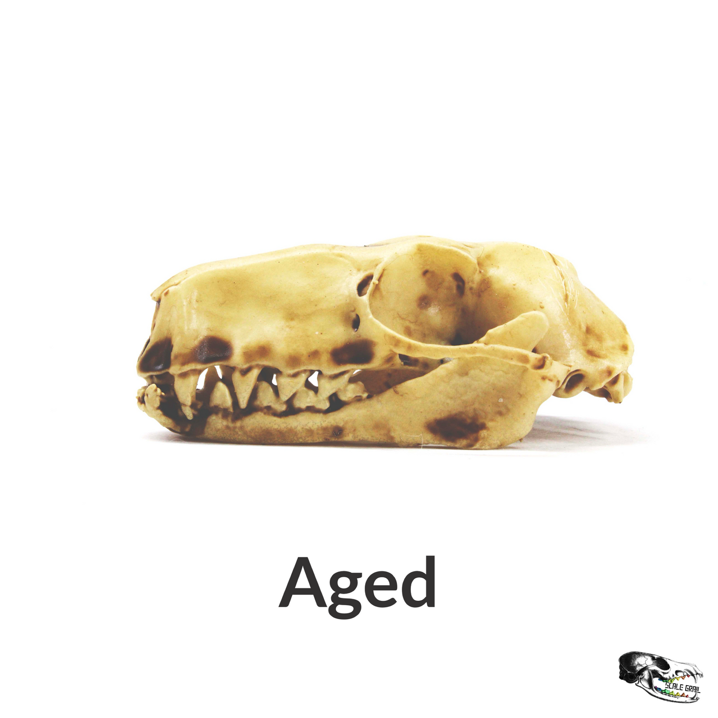 Bat Skull Hammer headed Bat replica skull full size 1:1 scale 2.5 inch cruelty free taxidermy