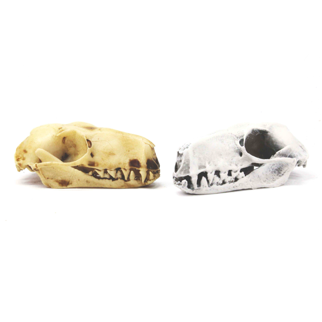 Bat Skull Hammer headed Bat replica skull full size 1:1 scale 2.5 inch cruelty free taxidermy