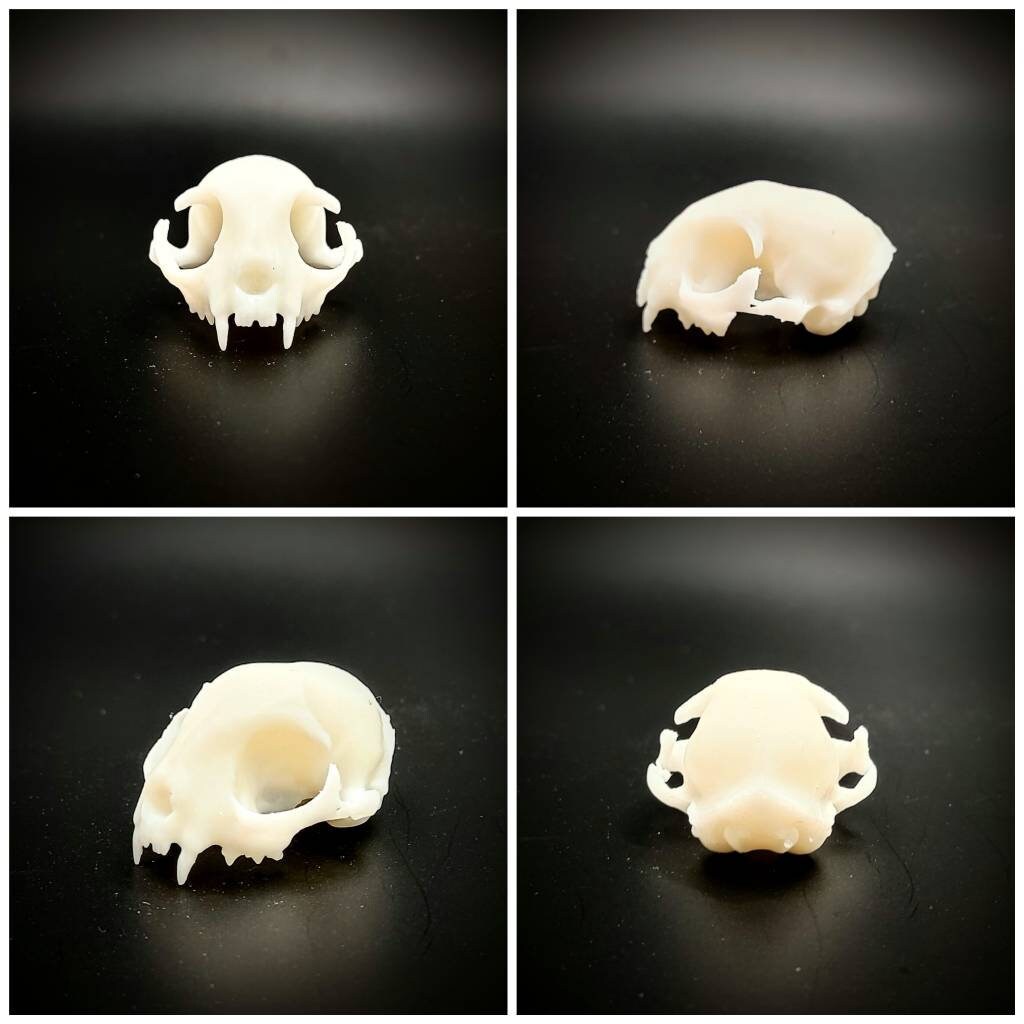 Cat Skull Replica - 1:6 Scale feline skull for diorama, miniature horror scenes, dollhouse, curio cabinet, interesting curiosity