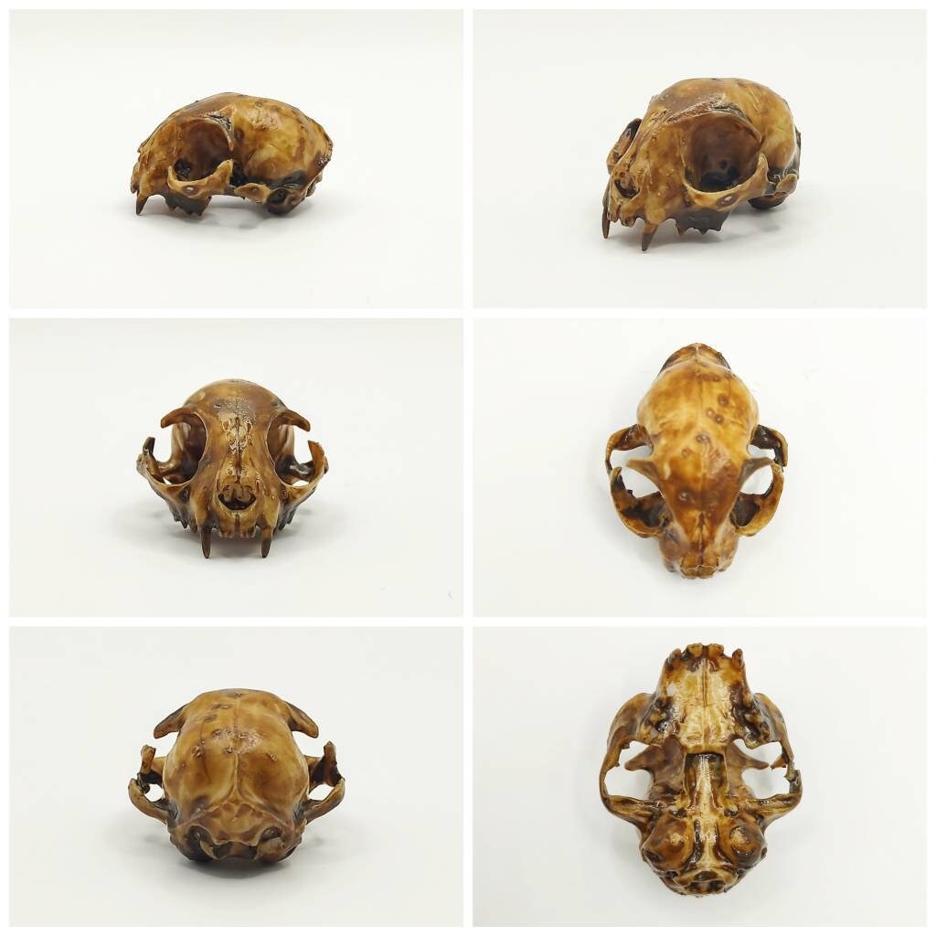 Cat Skull Replica - 1:6 Scale feline skull for diorama, miniature horror scenes, dollhouse, curio cabinet, interesting curiosity