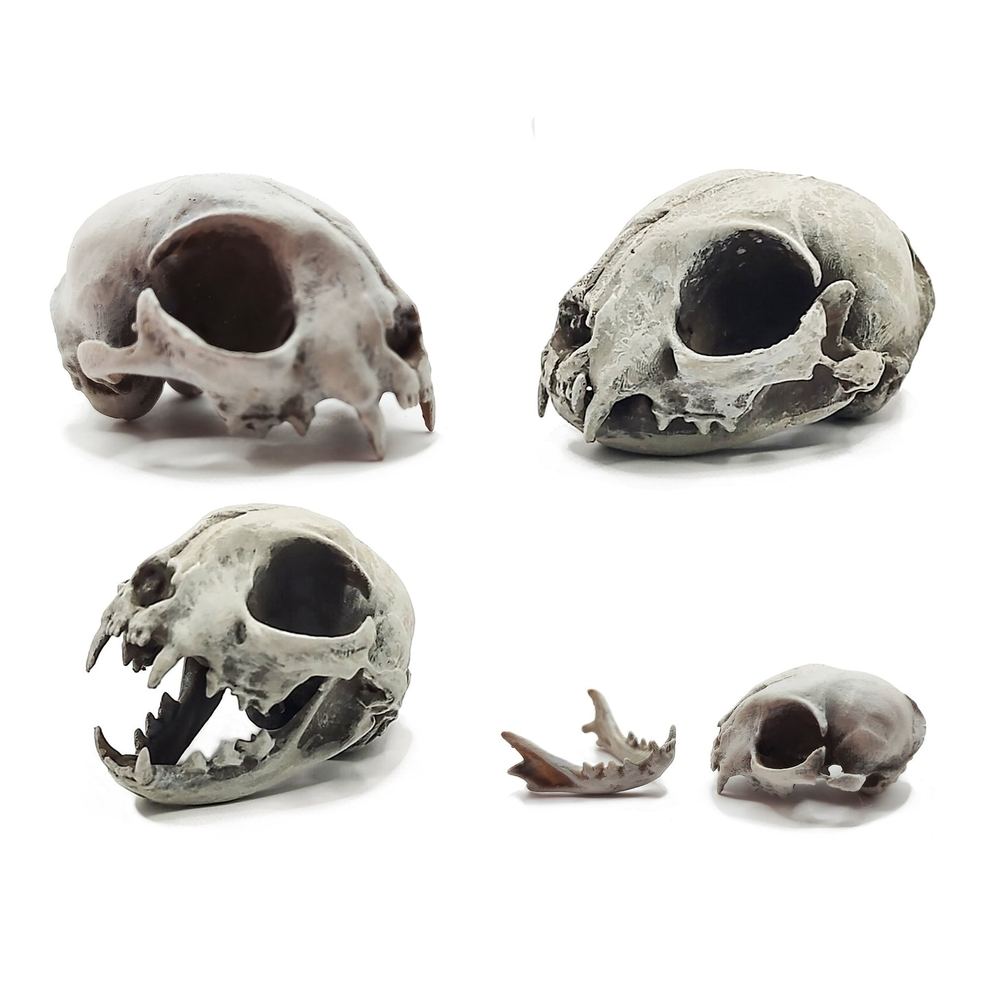 Cat Skull Replica - 1:6 Scale feline skull for diorama, miniature horror scenes, dollhouse, curio cabinet, interesting curiosity