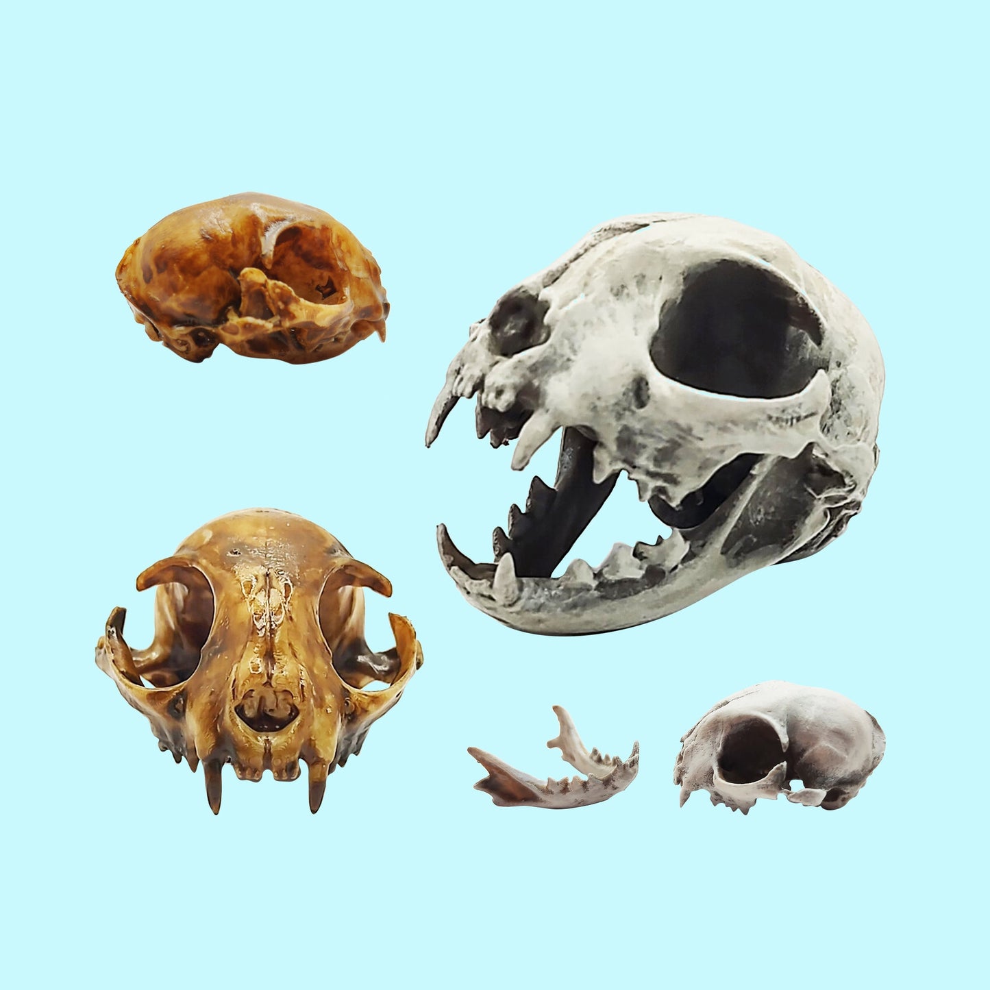 Cat Skull Replica - 1:6 Scale feline skull for diorama, miniature horror scenes, dollhouse, curio cabinet, interesting curiosity