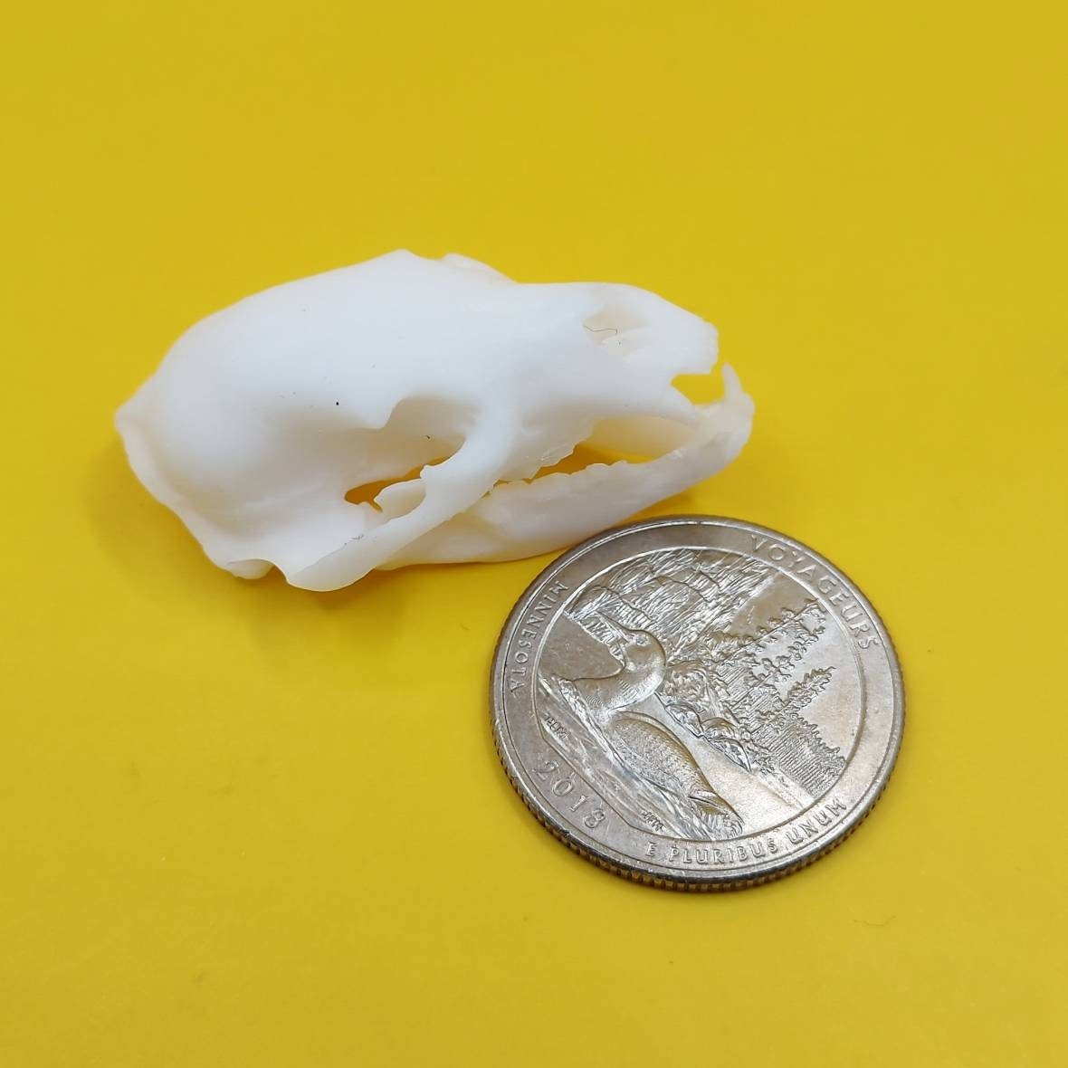 Black Bear skull replica 1:12 scale bear skull for diorama, miniature horror scenes, terrarium, and action figure photography (1 skull)