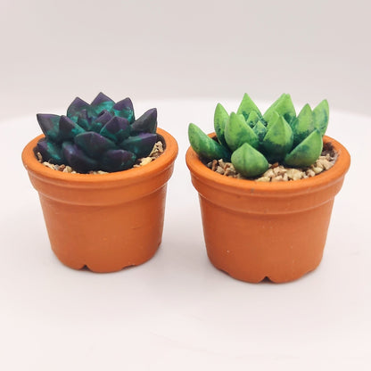 Succulents in Terracotta Pot