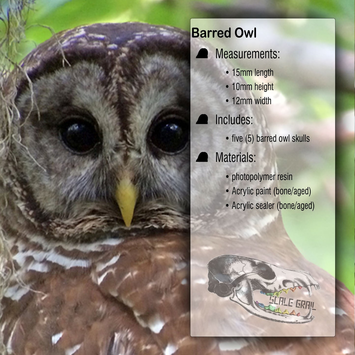 Barred Owl Skull Replica - 1:6 Scale 16mm bird cranium miniature dollhouse diorama, collectible, gift, faux taxidermy, anatomy (set of 5)