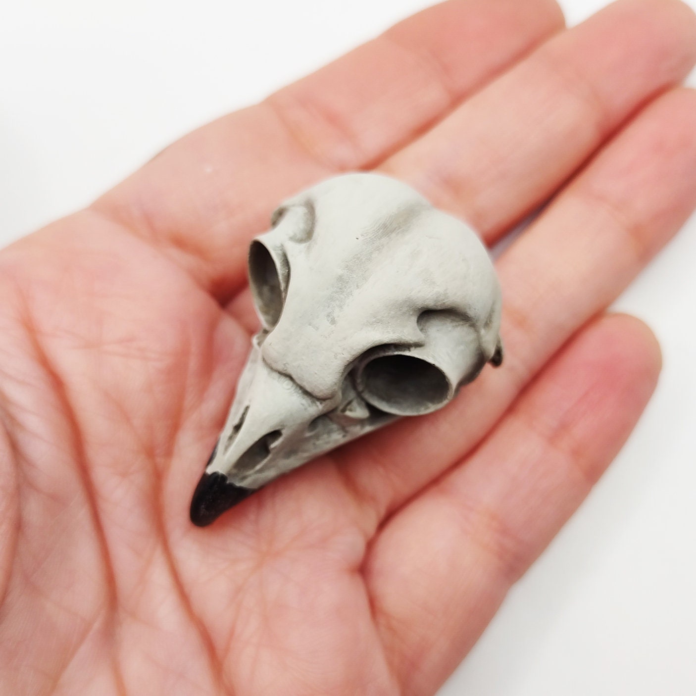 Barred Owl Skull Replica - 1:2 Scale Bird Skull 3d printed hand painted faux skull replica for home decor, gift, faux taxidermy, anatomy