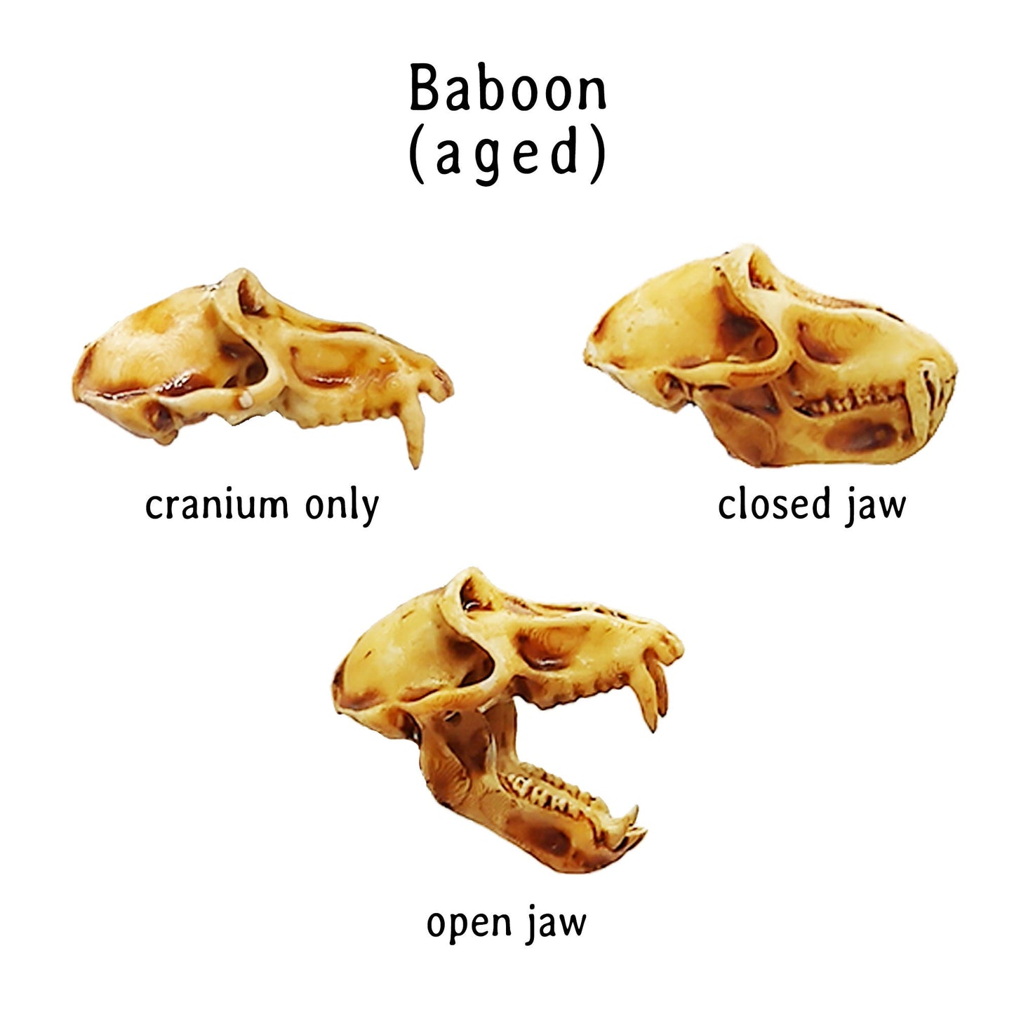 Baboon Skull Replica, Miniature Primate Skull for 1:12 scale dioramas, horror scenes, terrariums. Fun action figure accessories (set of 5)