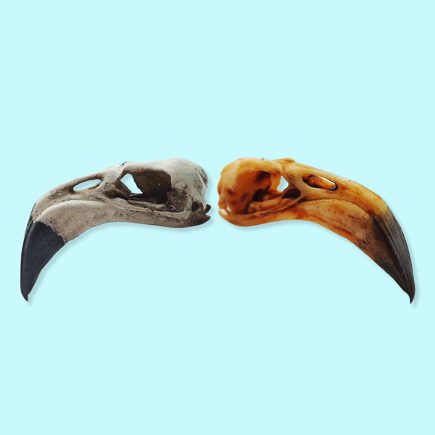 Flamingo Skull Replica - 1:6 Scale miniature animal skull replica for diorama, dollhouse, curio cabinet, Bird Skull (1) Skull
