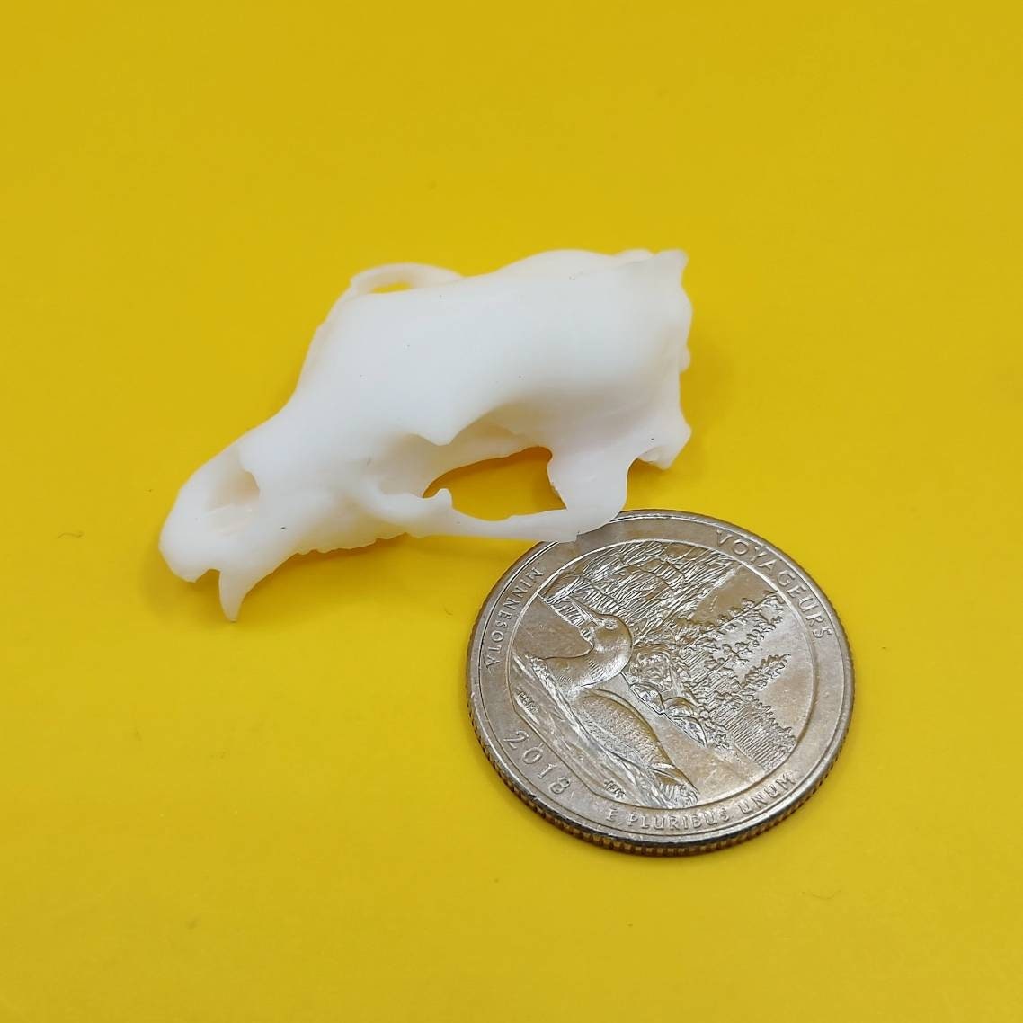 Black Bear skull replica 1:12 scale bear skull for diorama, miniature horror scenes, terrarium, and action figure photography (1 skull)