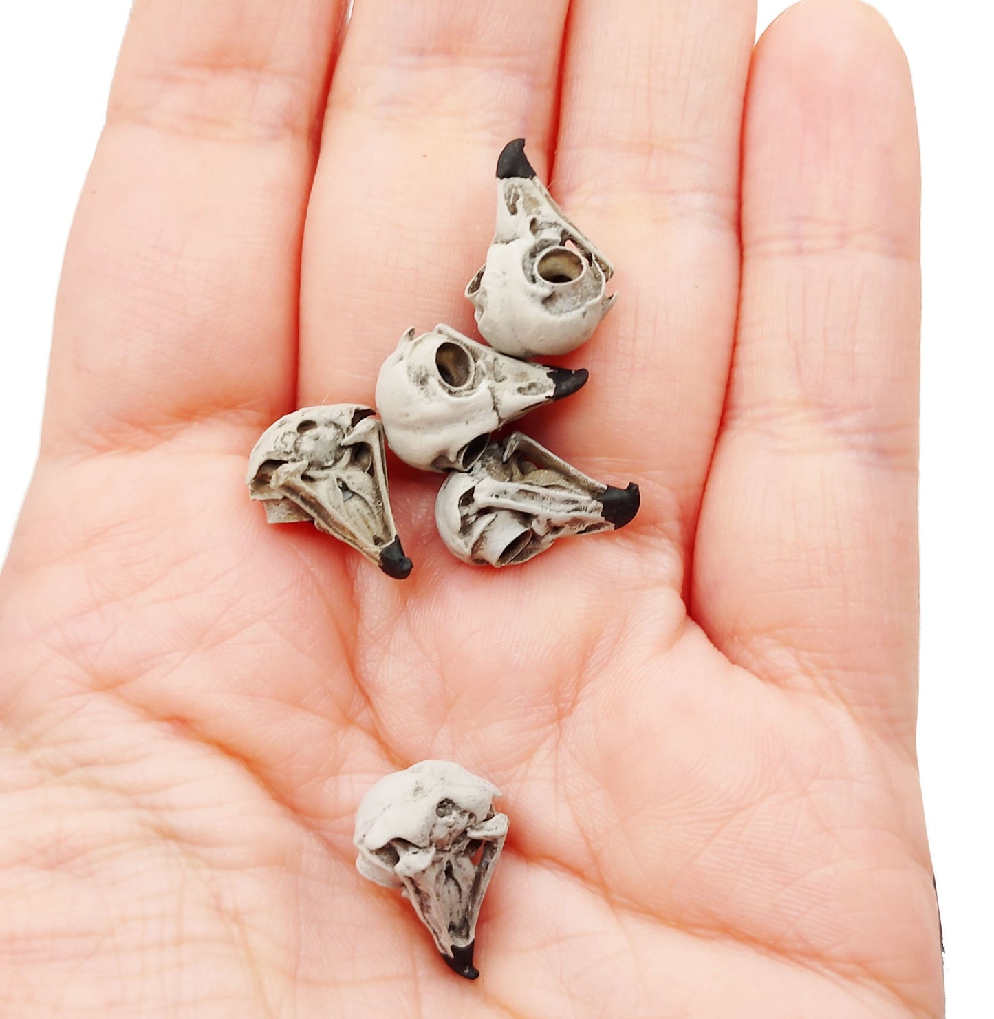 Barred Owl Skull Replica - 1:6 Scale 16mm bird cranium miniature dollhouse diorama, collectible, gift, faux taxidermy, anatomy (set of 5)