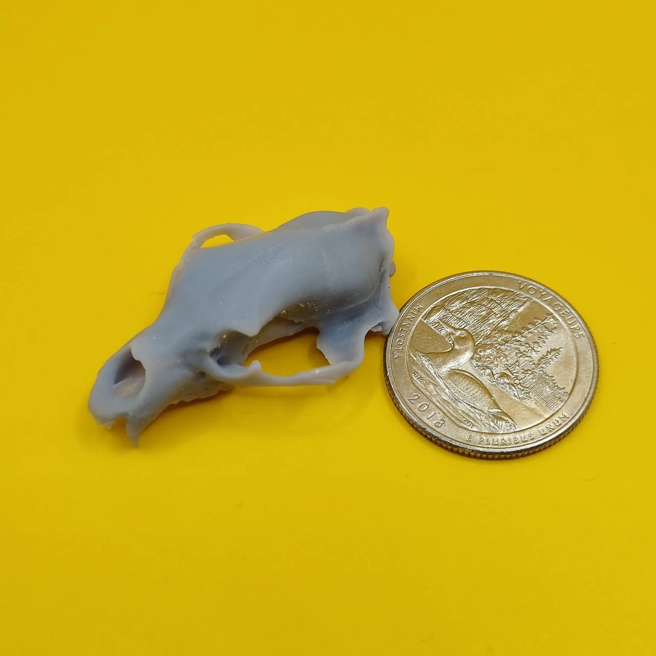 Black Bear skull replica 1:12 scale bear skull for diorama, miniature horror scenes, terrarium, and action figure photography (1 skull)