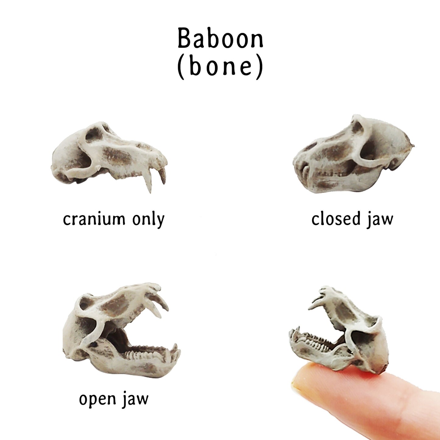Baboon Skull Replica, Miniature Primate Skull for 1:12 scale dioramas, horror scenes, terrariums. Fun action figure accessories (set of 5)