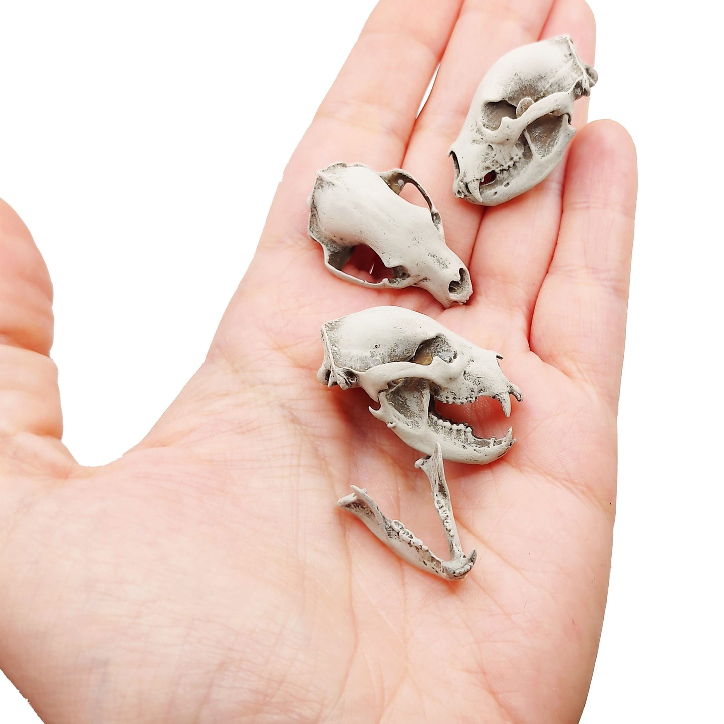 Black Bear skull replica 1:12 scale bear skull for diorama, miniature horror scenes, terrarium, and action figure photography (1 skull)