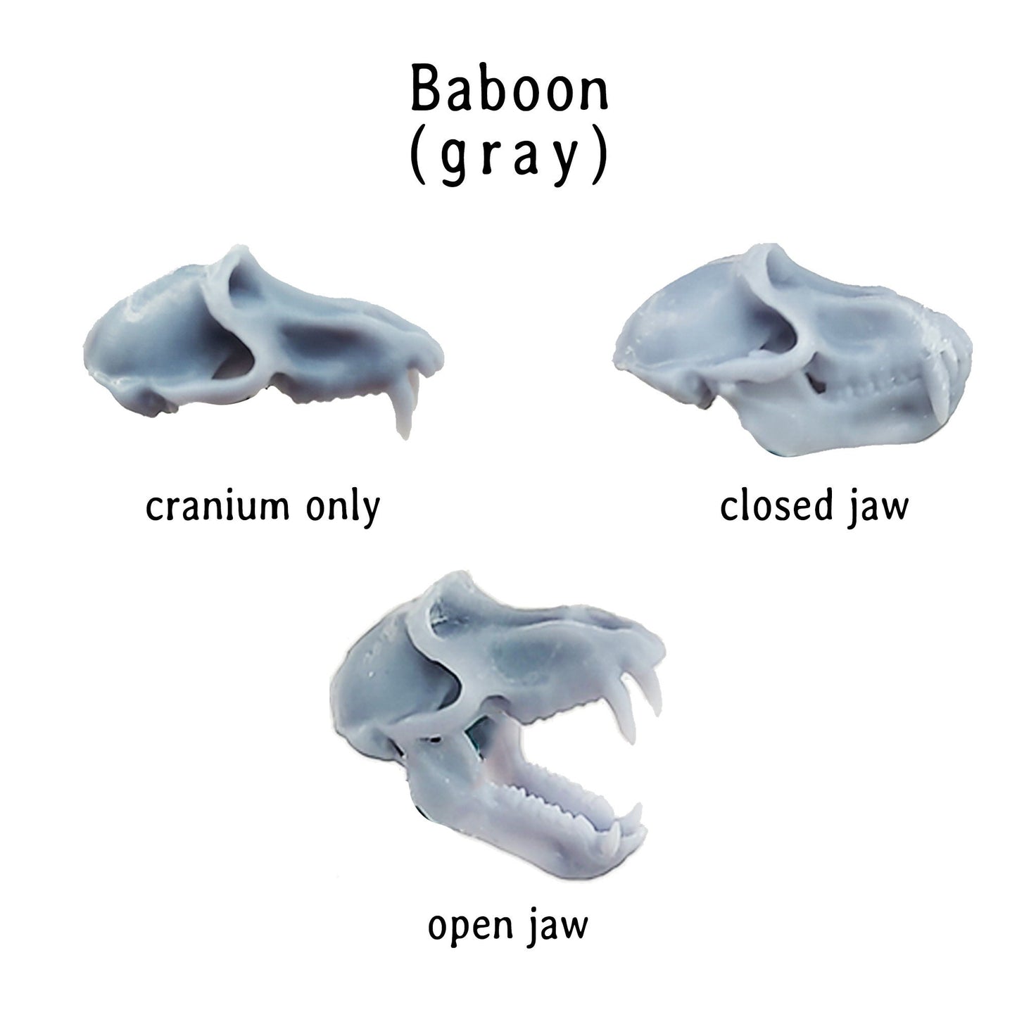 Baboon Skull Replica, Miniature Primate Skull for 1:12 scale dioramas, horror scenes, terrariums. Fun action figure accessories (set of 5)