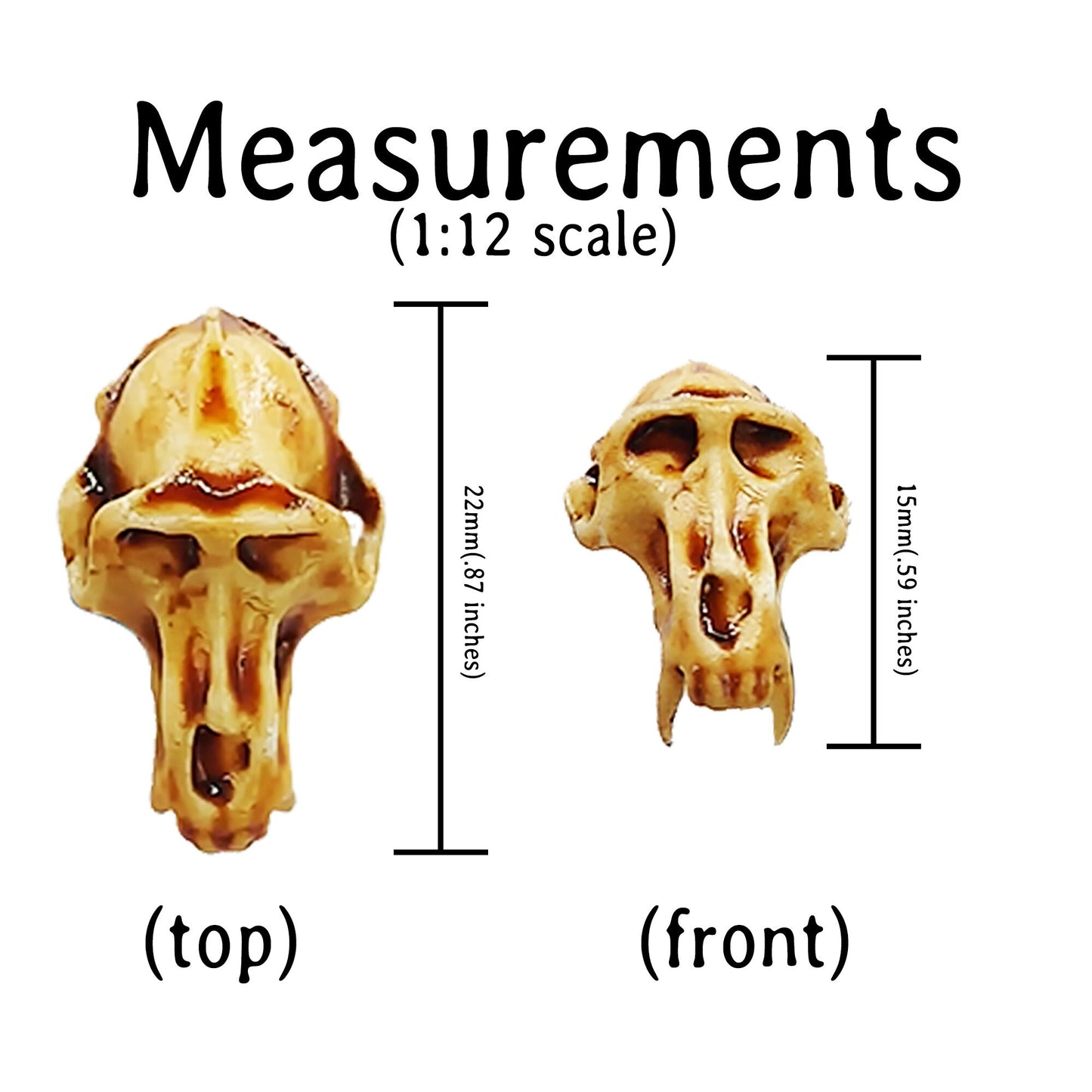 Baboon Skull Replica, Miniature Primate Skull for 1:12 scale dioramas, horror scenes, terrariums. Fun action figure accessories (set of 5)