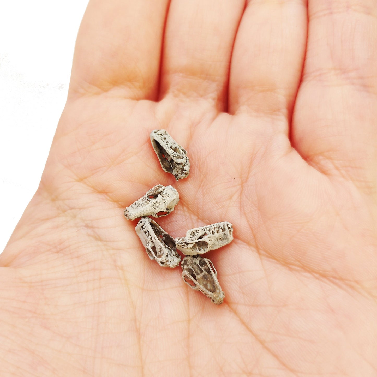Hammer Headed Bat Skull Replica 1:6 Scale miniature animal skulls for use in dollhouse, diorama, crafts, models, tiny curiosity (set of 5)