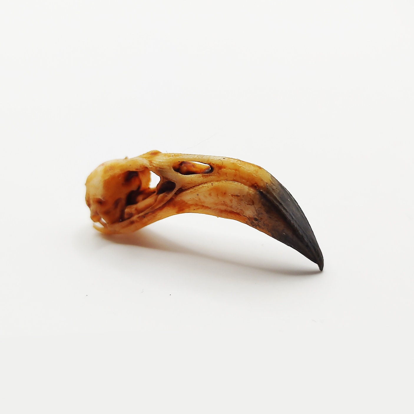 Flamingo Skull Replica - 1:6 Scale miniature animal skull replica for diorama, dollhouse, curio cabinet, Bird Skull (1) Skull