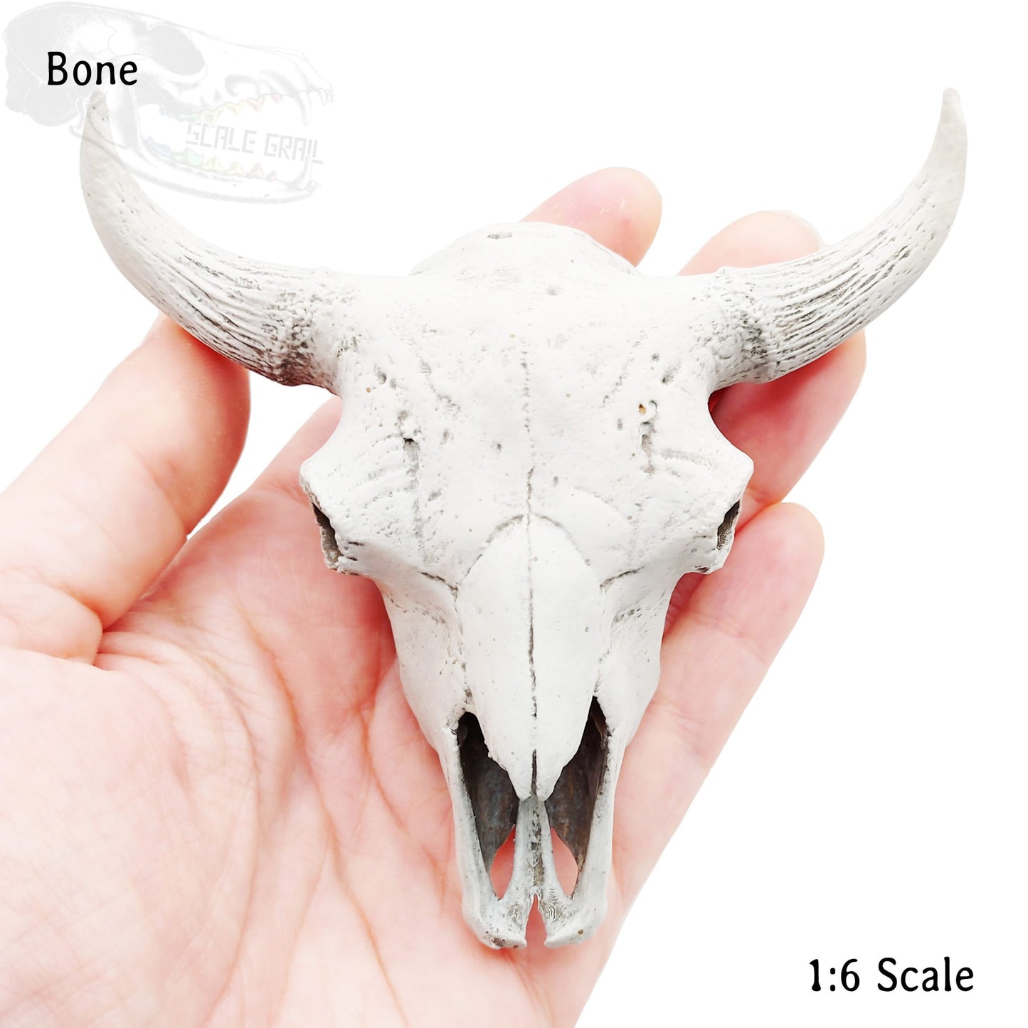 American Bison Skull Replica- 1:6 scale size for home desert decoration, curio cabinet, arts and crafts, miniature oddities (1 skull)