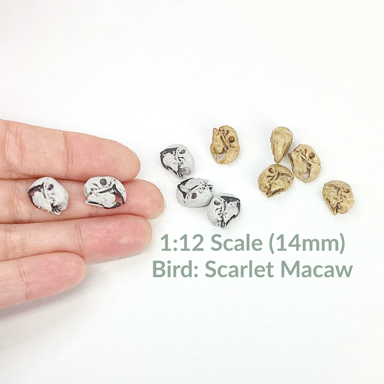 Miniature Parrot Skulls (Scarlet Macaw) - 1:12 Scale dollhouse and dio ...