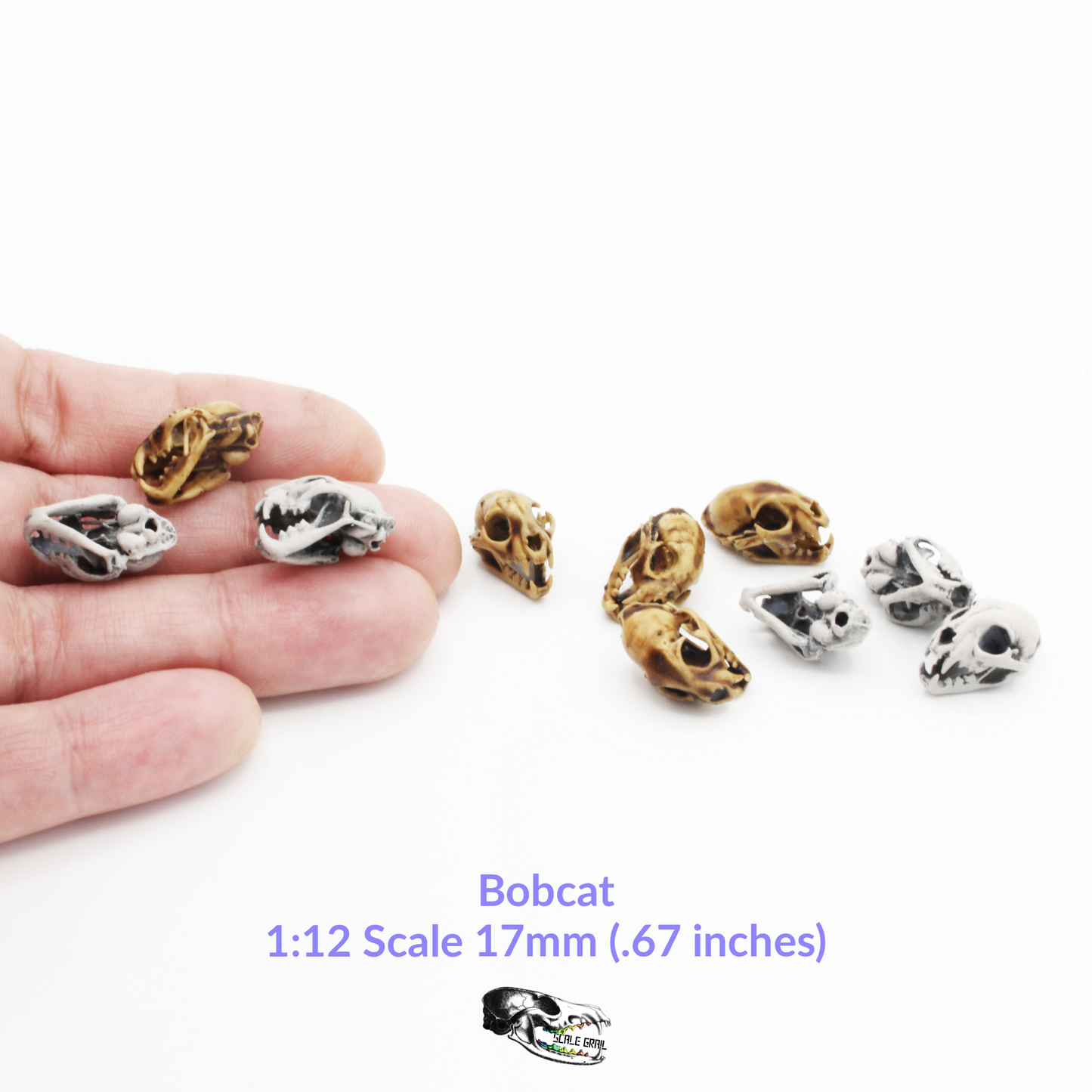 Bobcat Skull - 1:12 Scale Miniature Replica Feline dollhouse diorama art and craft supplies oddity and curiosity (5 skulls)