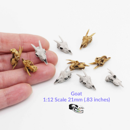 Miniature Goat Skull - 1:12 Scale Dollhouse and Diorama, art and craft supplies (5 skulls)