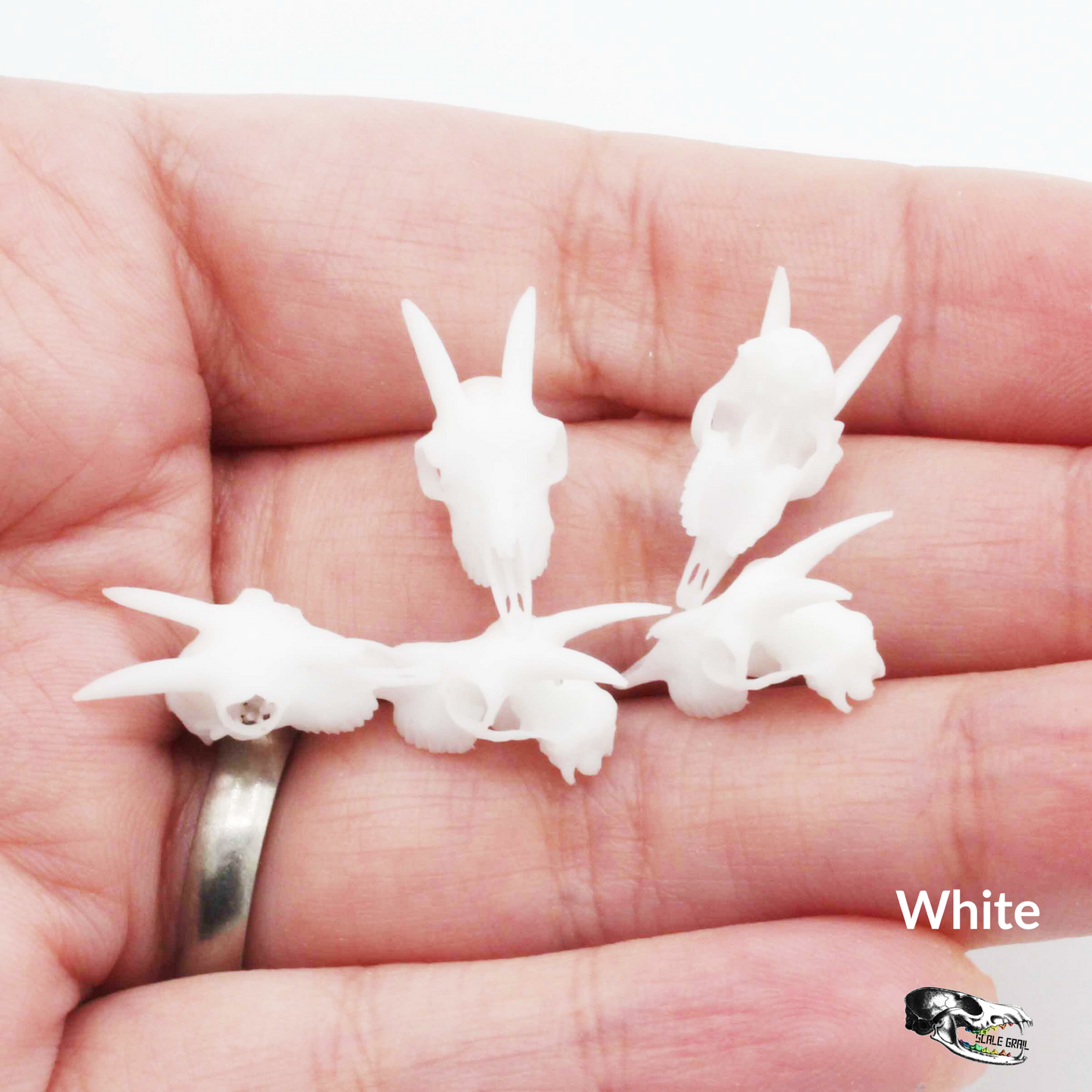 Miniature Goat Skull - 1:12 Scale Dollhouse and Diorama, art and craft supplies (5 skulls)