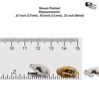 Raccoon Skull - 1:12 Scale Miniature Replica for Diorama, Dollhouse (5 skulls)