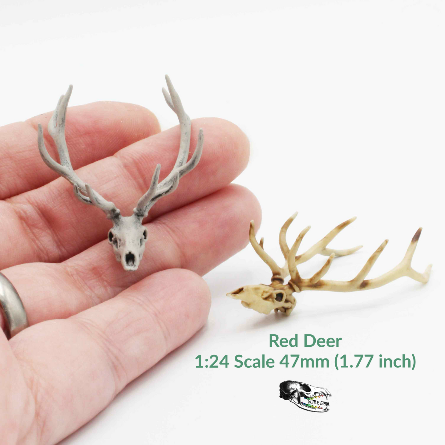 Red Deer Skull - 1:24 Scale Replica Miniature for Dollhouse, Diorama, Curiosities and Oddities (1 skull)