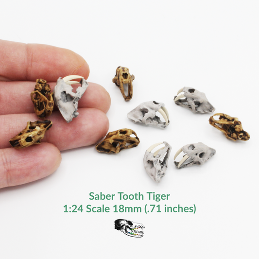 Saber Tooth Tiger Skull - 1:24 scale replica miniatures for dollhouse, diorama (5 skulls)