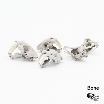 Saber Tooth Tiger Skull - 1:24 scale replica miniatures for dollhouse, diorama (5 skulls)