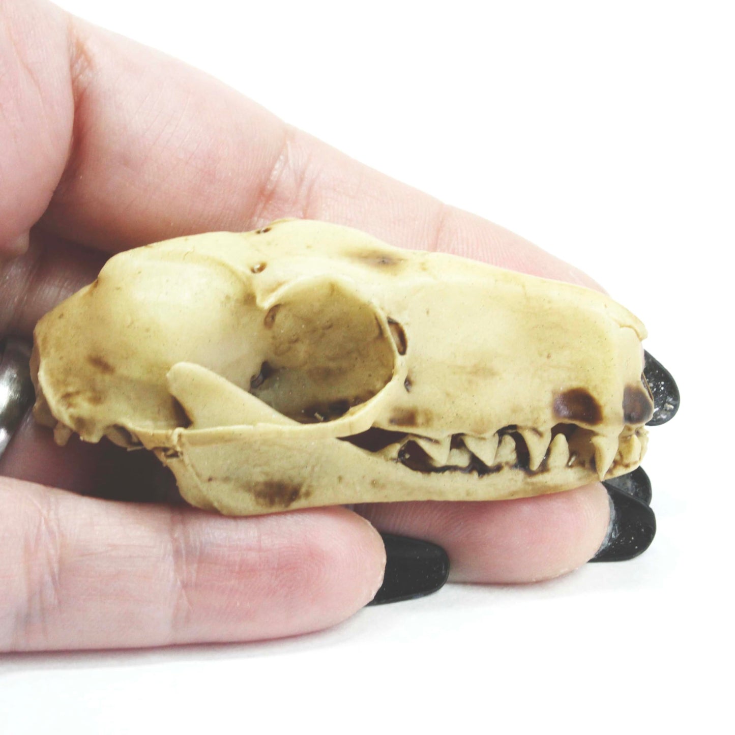 Bat Skull Hammer headed Bat replica skull full size 1:1 scale 2.5 inch cruelty free taxidermy