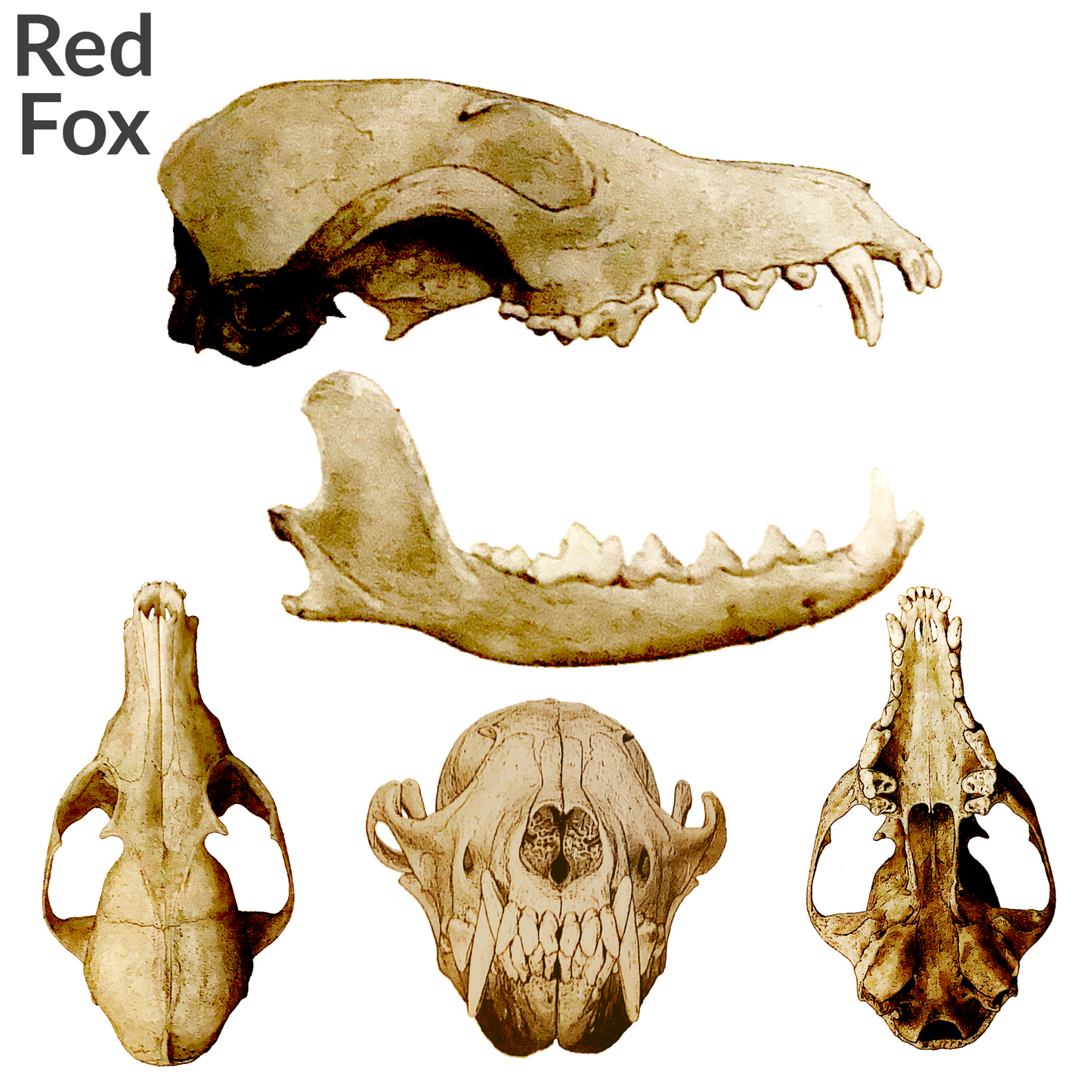 Fox Skulls (red fox) - 1:24 Scale