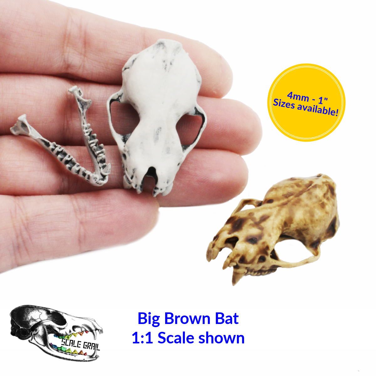 Big Brown Bat Skull - 4mm - 1:1 Scale animal miniature replica oddities by The Scale Grail