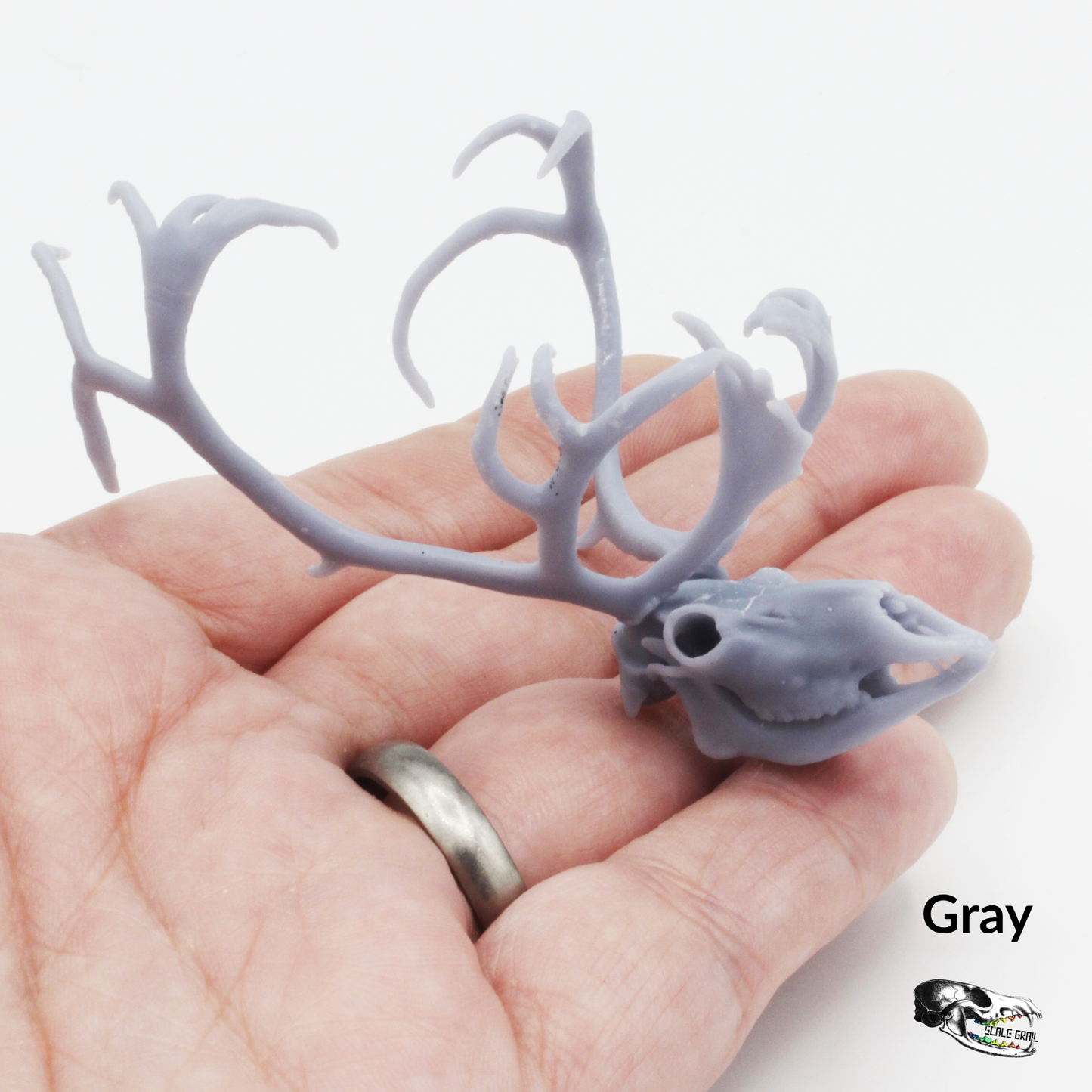 Reindeer / Caribou Miniature Skull - 1:12 Scale for Dollhouse Diorama Art Craft Supplies (1 Skull)