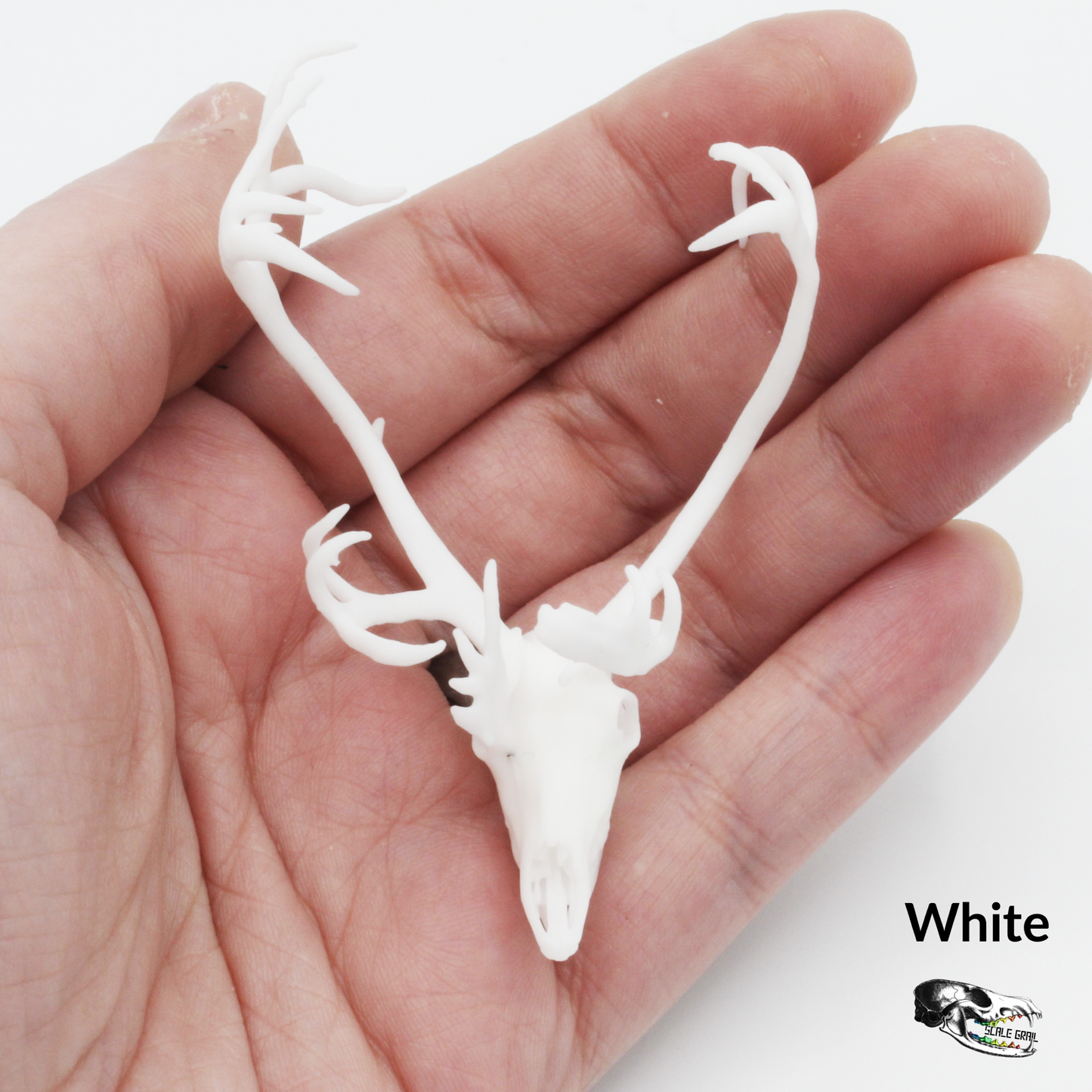 Reindeer / Caribou Miniature Skull - 1:12 Scale for Dollhouse Diorama Art Craft Supplies (1 Skull)