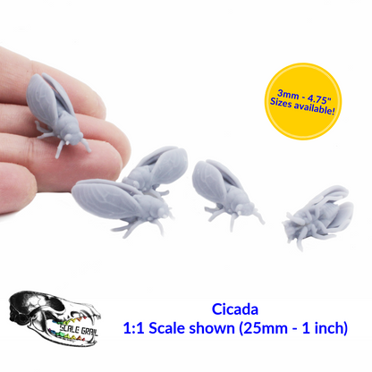 Cicada - 3mm - 1:1 Scale bug miniature replica oddities by The Scale Grail