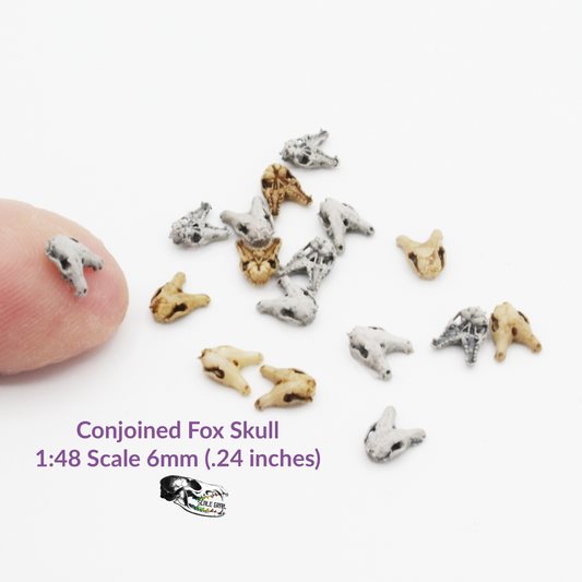 Conjoined Fox Skull - 1:48 Scale Triclops Miniature for dioramas, jewelry and dice making, art craft supplies 6mm (5 skulls)