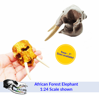 African Forest Elephant - Skull Replica miniature animal skulls by The Scale Grail