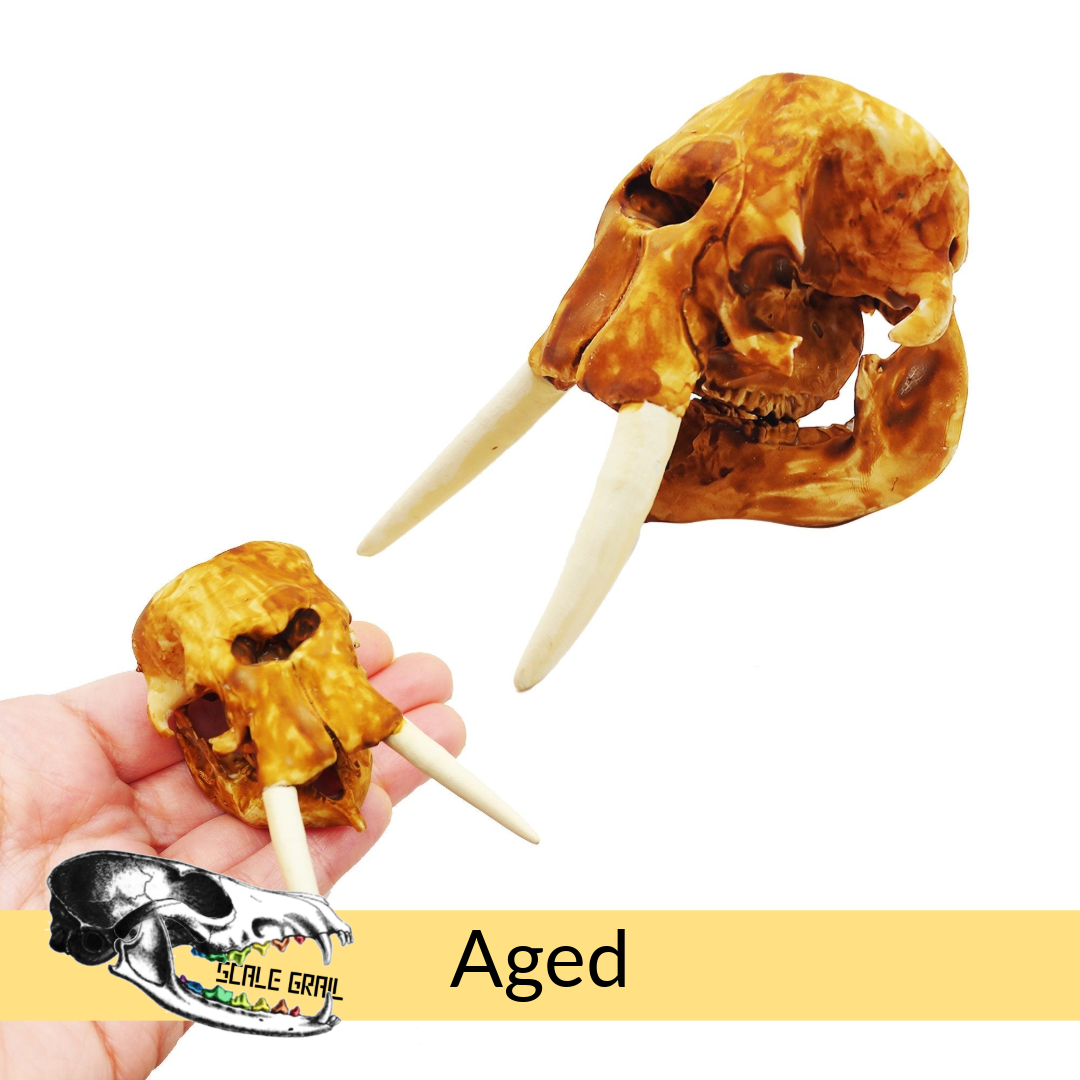 African Forest Elephant - Skull Replica miniature animal skulls by The Scale Grail