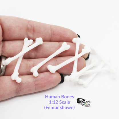 Human Bones - 1:12 Scale Femur bone replica model for diorama, dollhouse, art and craft supplies (10 bones)