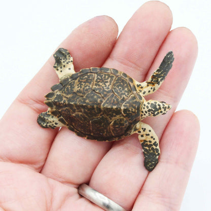 Hawksbill Sea Turtle - 1:24 scale miniature sea animal for tropical diorama, dollhouse, small hand painted mini AnimalDenMiniatures (1 figurine)