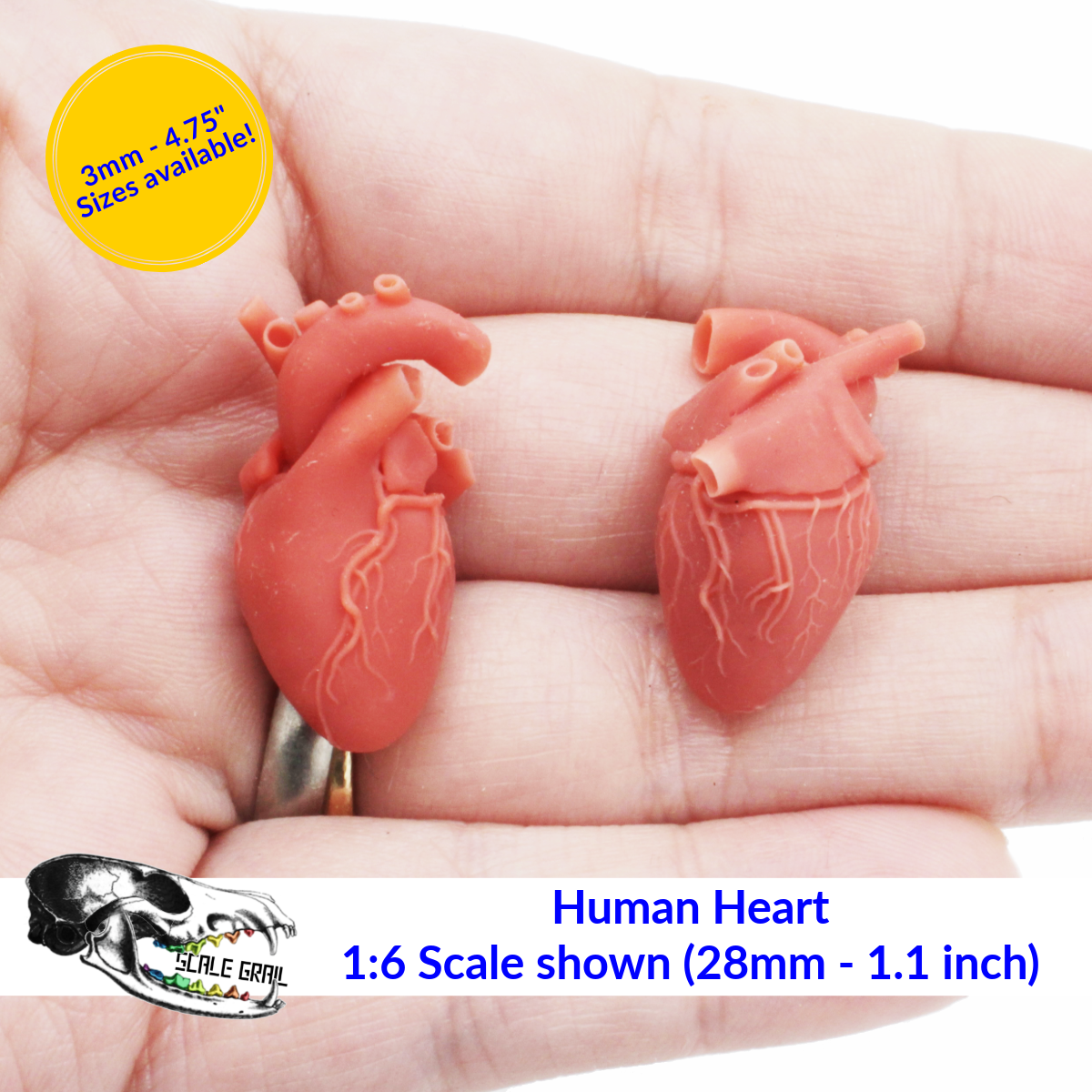 Mini Heart Instruments Human Heart - 3mm - 1:1 Scale organ miniat | The Scale Grail