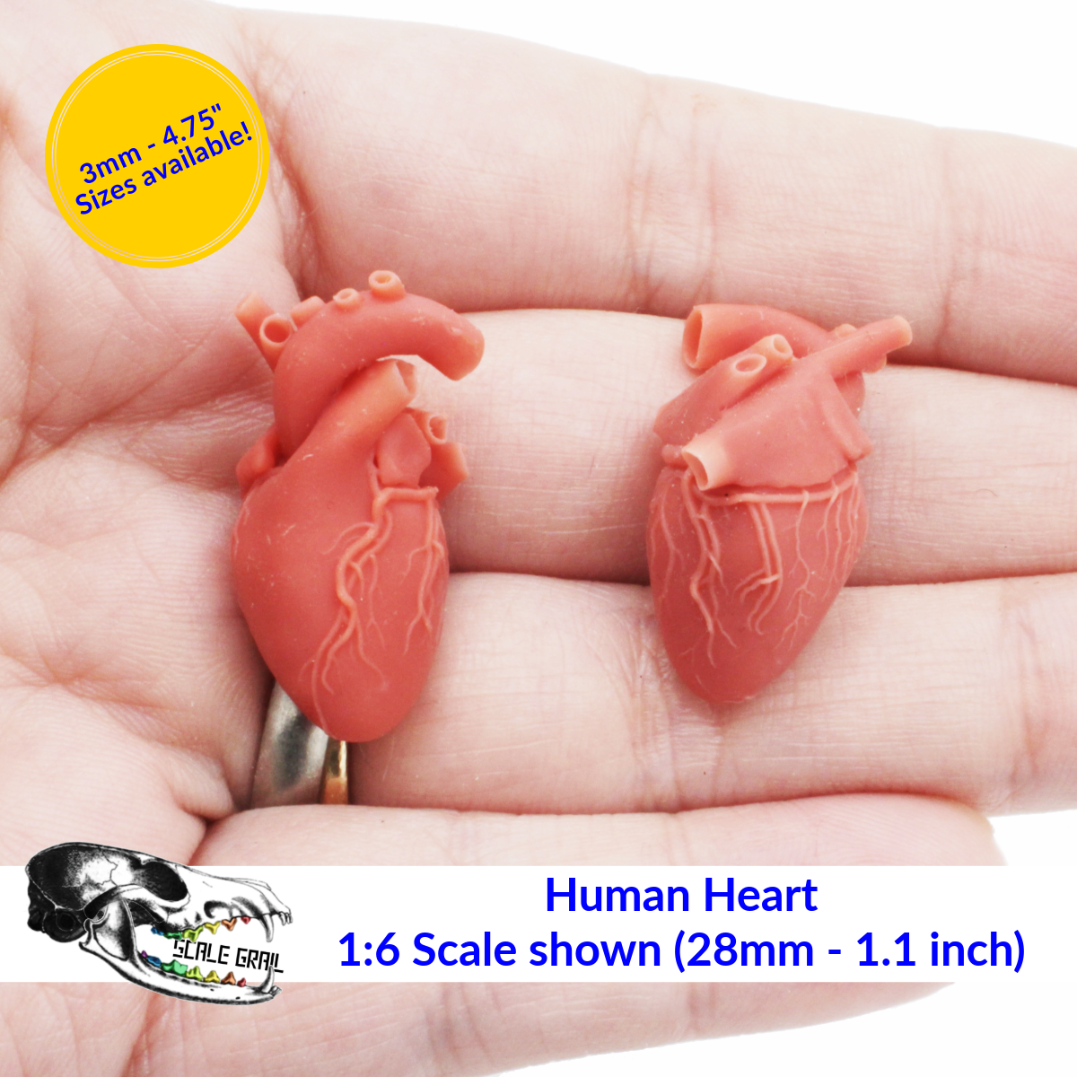 Human Heart - 3mm - 1:1 Scale organ miniature replica oddities by The Scale Grail