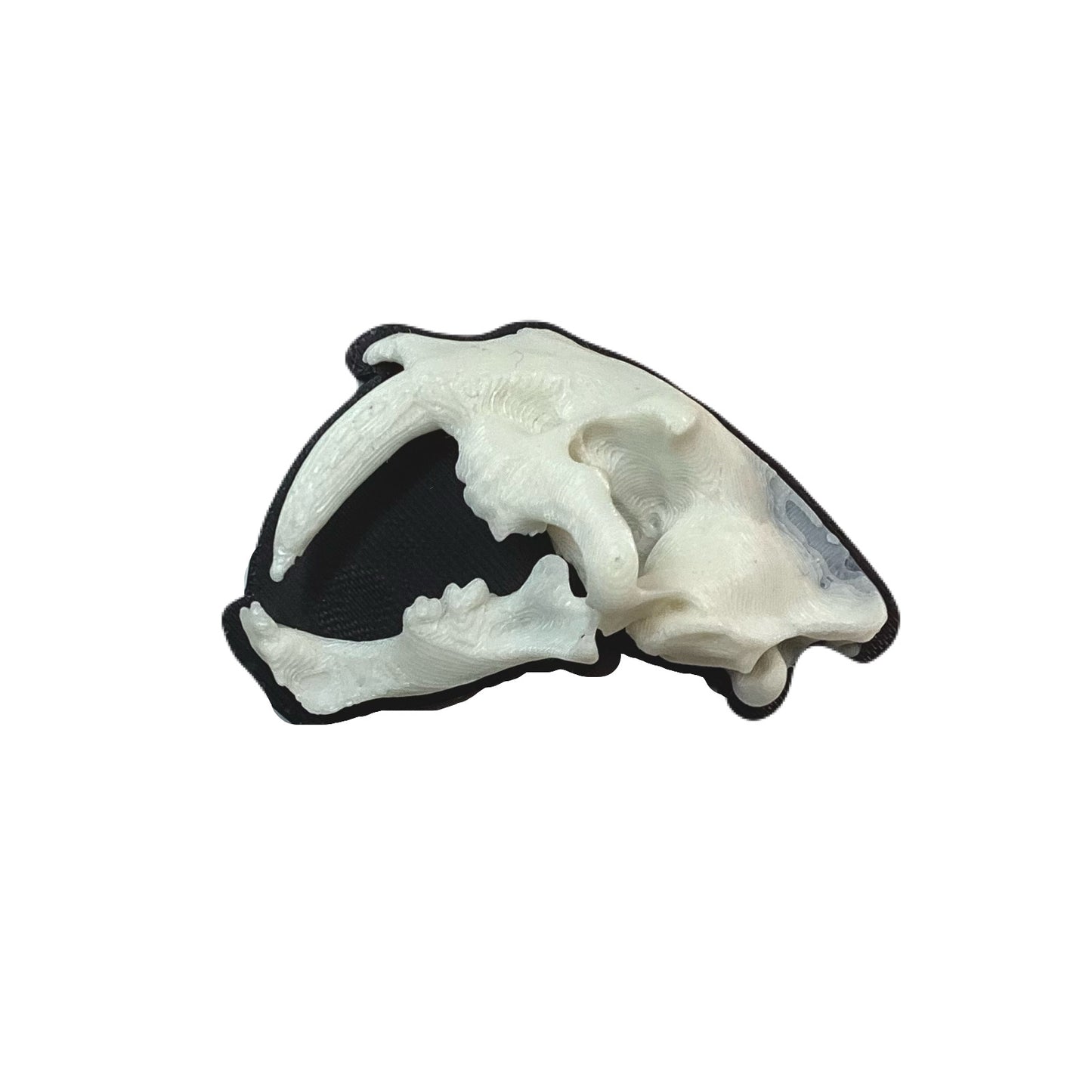 Ice age animal skull refrigerator magnets (woolly mammoth, saber tooth tiger, Neanderthal)